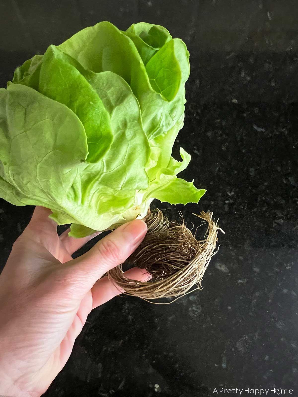 How to Plant Your Hydroponic Lettuce From the Grocery Store