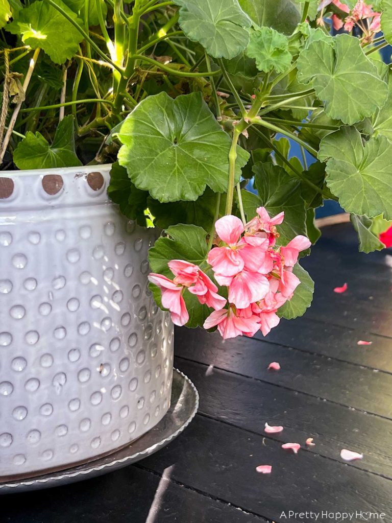 How I Styled My Latest Thrift Store Finds white planter with a hammered aluminum serving tray as a drip tray