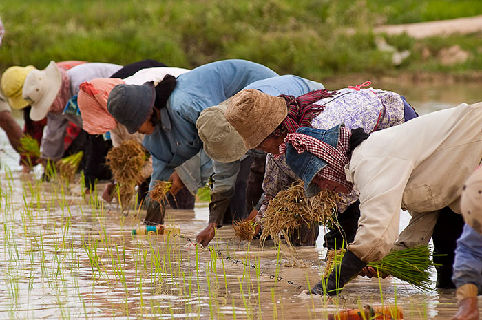 cambodian farmers planting rice via wikimedia commons