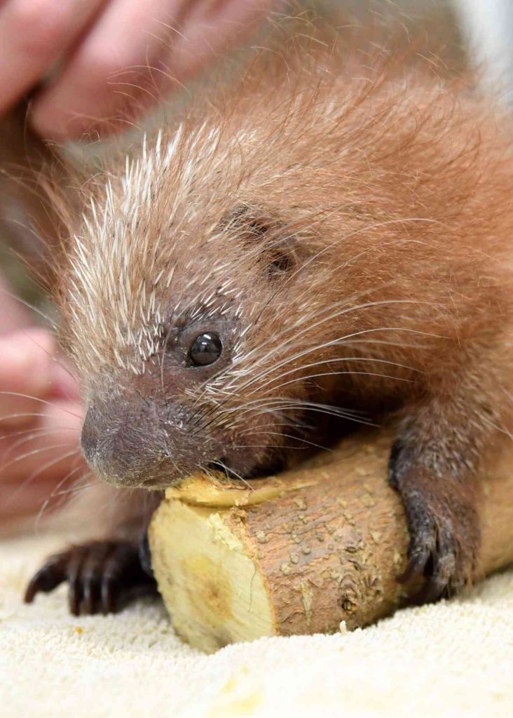 porcupette jim schulz chicago zoological society via people on the happy list