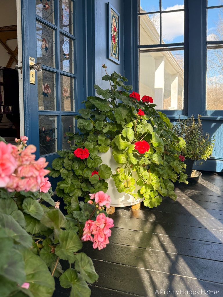 overwintering plants on a navy blue sunporch geraniums overwintering inside