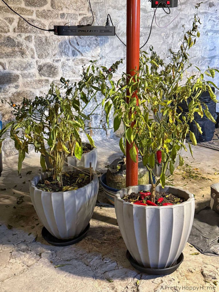 overwintering plants on a navy blue sunporch ferns growing back after being cut in half pepper plants that died due to whiteflies