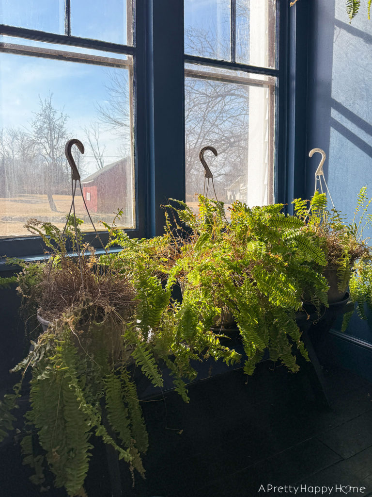 overwintering plants on a navy blue sunporch ferns growing back after being cut in half