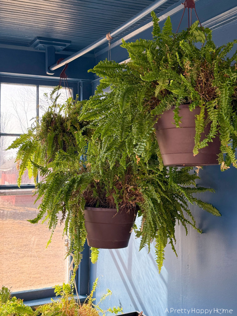 overwintering plants on a navy blue sunporch ferns growing back after being cut in half