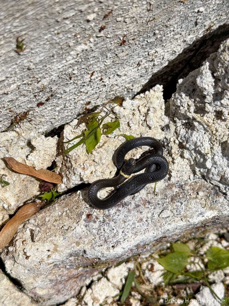 deicing salt Will Wreck Lime Mortar on a stone wall and snakes will crawl in the cracks