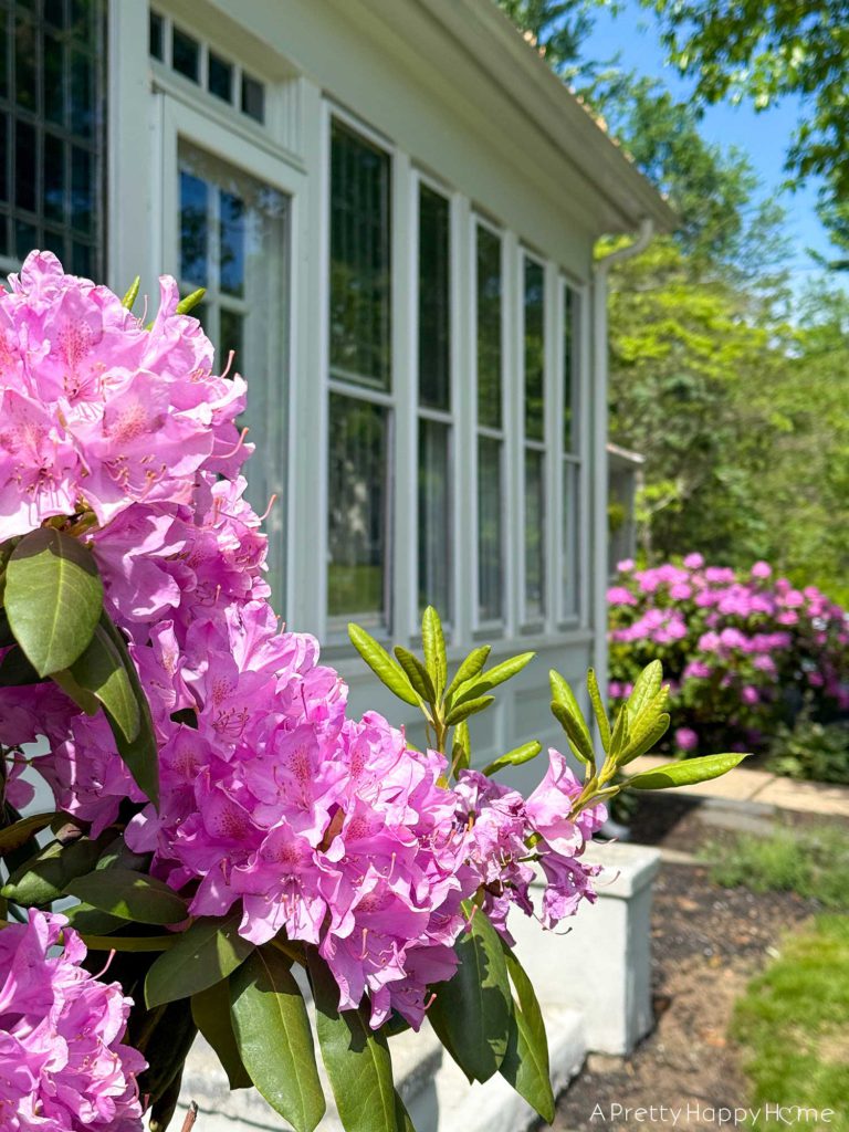 rhododendrons with white colonial farmhouse in background