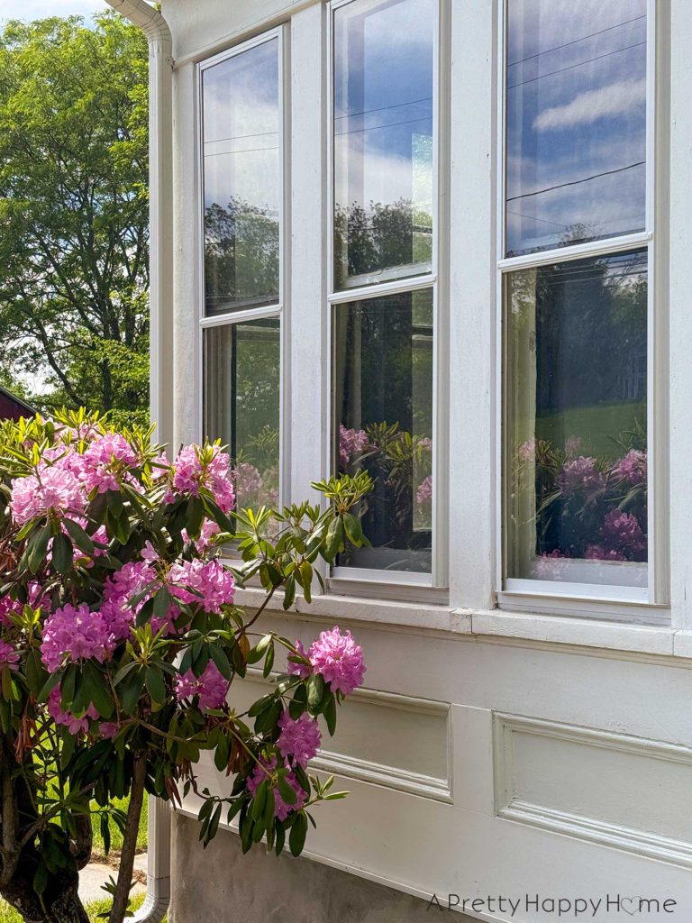 rhododendrons with white colonial farmhouse in background