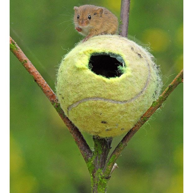 mice in tennis balls photo PA via the telegraph https://www.telegraph.co.uk/news/picturegalleries/picturesoftheday/7843271/Pictures-of-the-day-21-June-2010.html?image=9