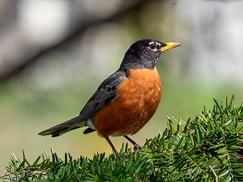 american robin image via wikipedia 
