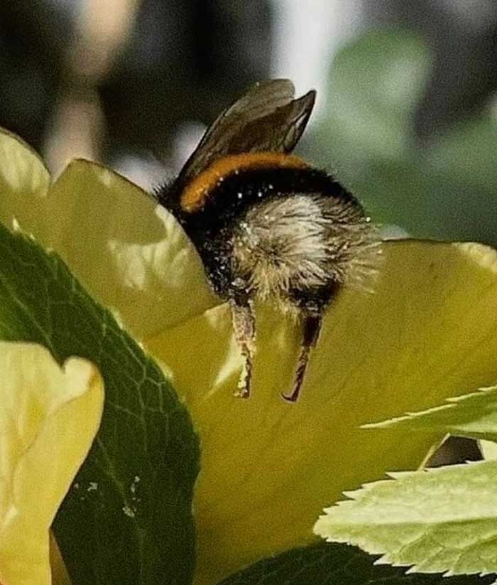 bee napping on yellow flower original photo credit unknown found via sugi project on the happy list