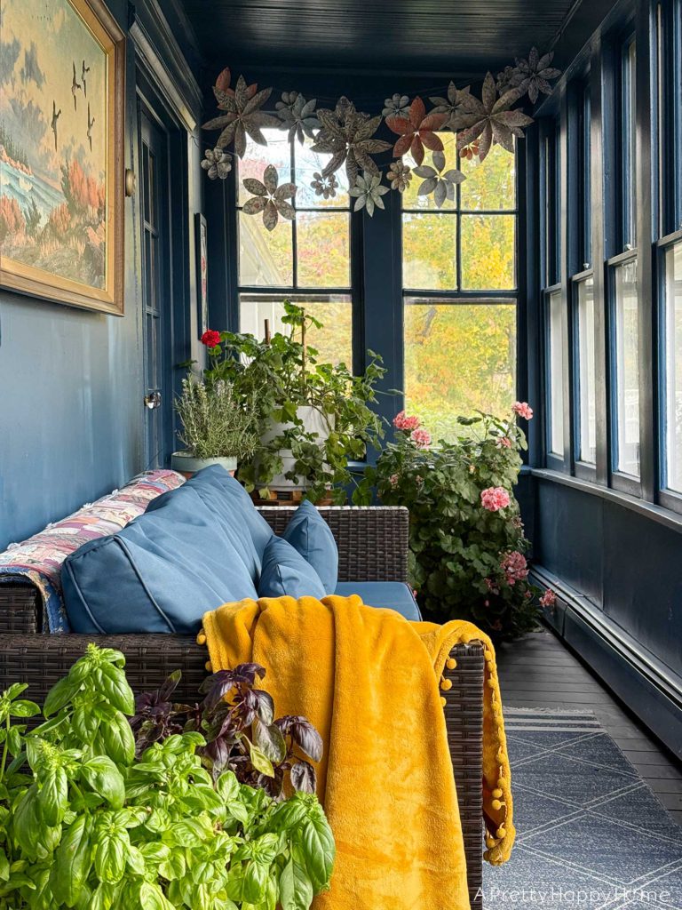 navy blue sunporch overwintering plants including geraniums ferns and petunias