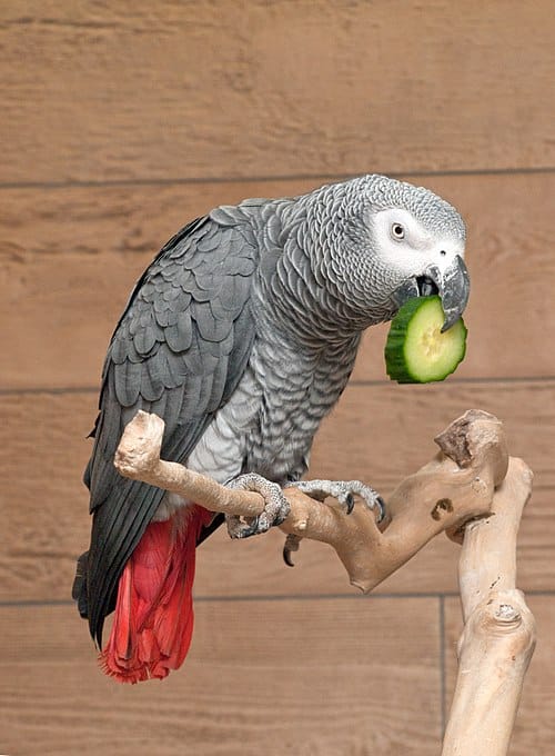 grey parrot eating cucumber via wikimedia commons public domain