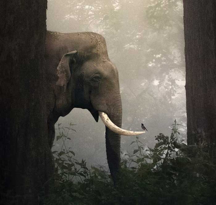 photo of elephant and myna bird taken by wildlife photographer Shaaz Jung via only good news daily on the happy list