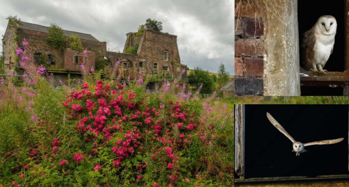Chatterley Whitfield mine in staffordshire england reclaimed by roses and owls photo taken by andrew mason via swns